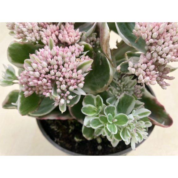 Sedum telephium 'La vie en rose'