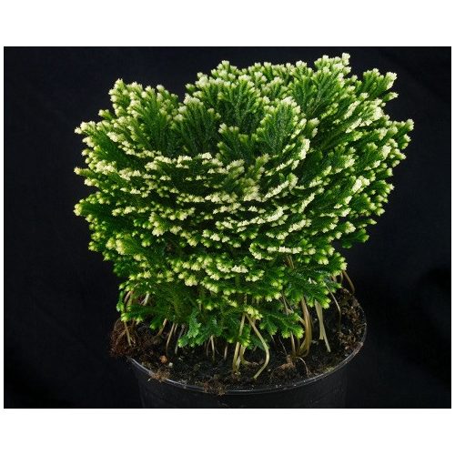 Selaginella martensii 'Frosty'