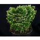 Selaginella martensii 'Frosty'