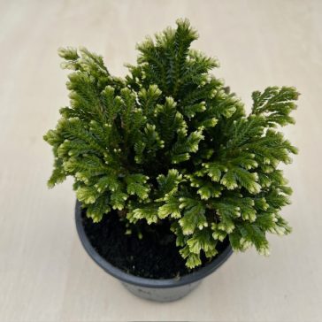 Selaginella martensii jori