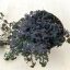 Selaginella uncinata 'Patina'