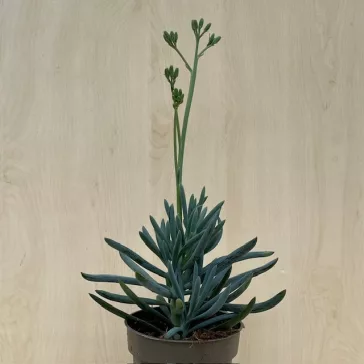 Senecio serpens 'Blue Chalksticks'