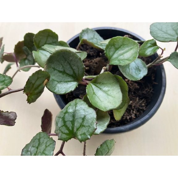 Senecio bryoniifolius