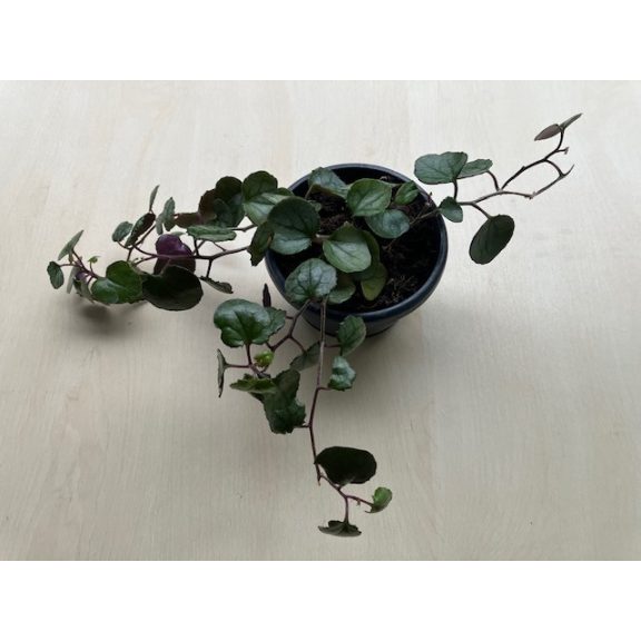 Senecio bryoniifolius