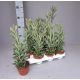 Senecio crassissimus