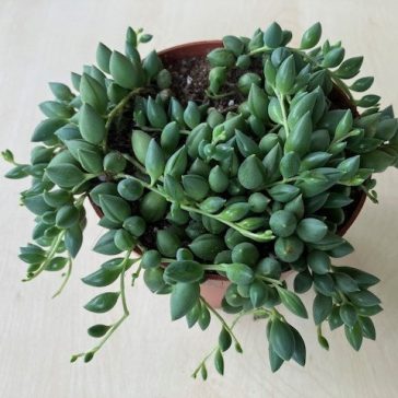 Senecio herreianus
