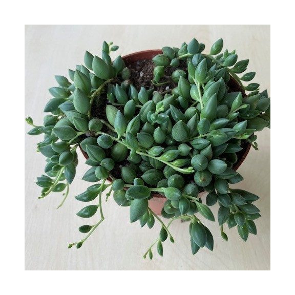 Senecio herreianus