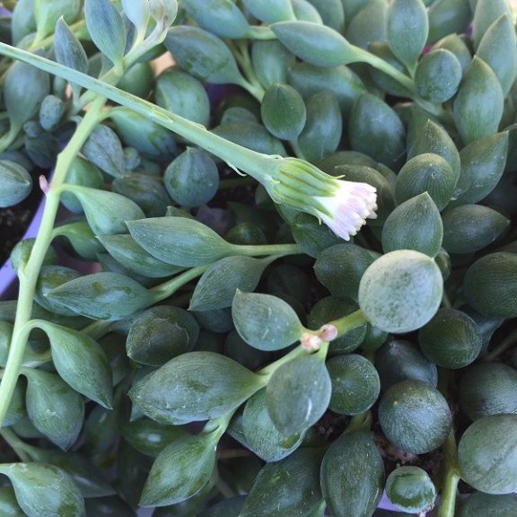 Senecio herreianus