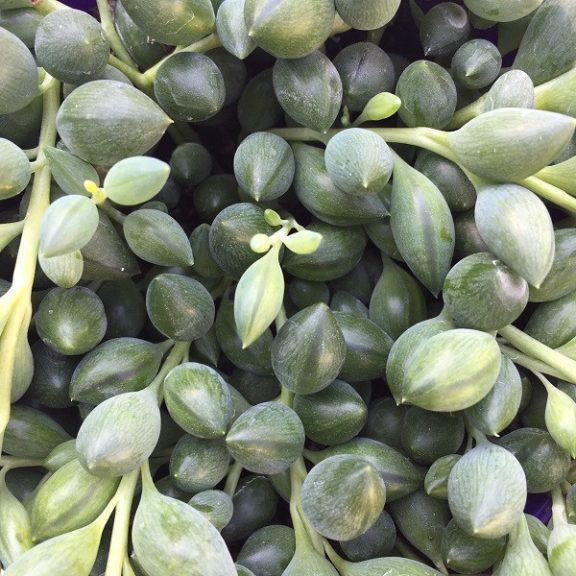 Senecio herreianus