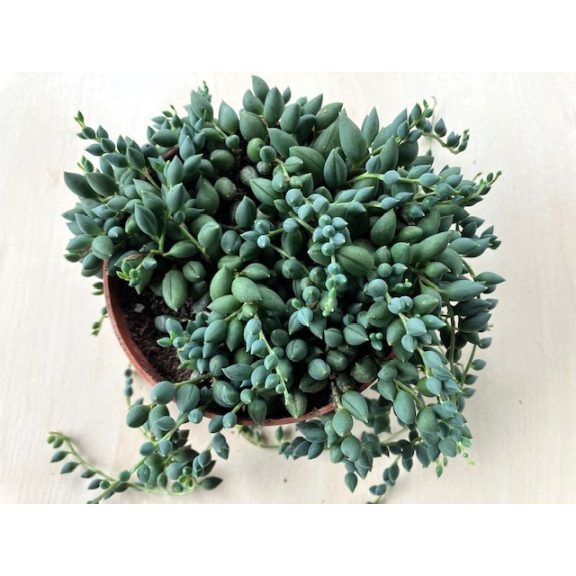 Senecio herreianus