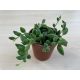 Senecio herreianus 
