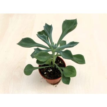 Senecio kleiniiformis