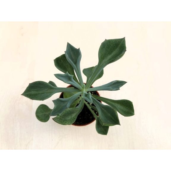 Senecio kleiniiformis