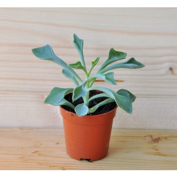 Senecio kleiniiformis