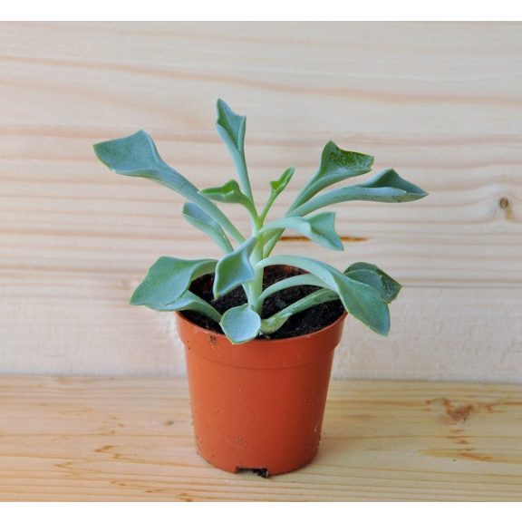 Senecio kleiniiformis