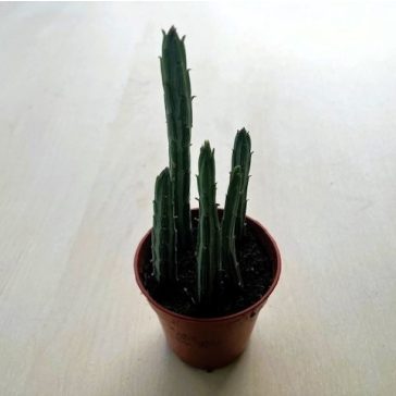 Senecio stapeliiformis