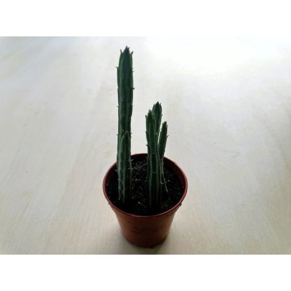 Senecio stapeliiformis