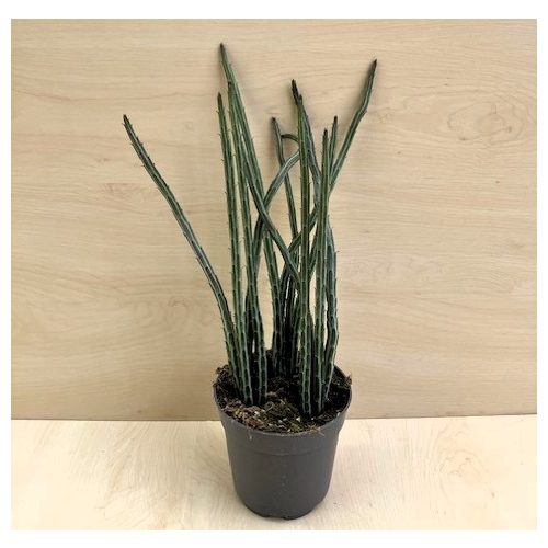 Senecio stapeliiformis