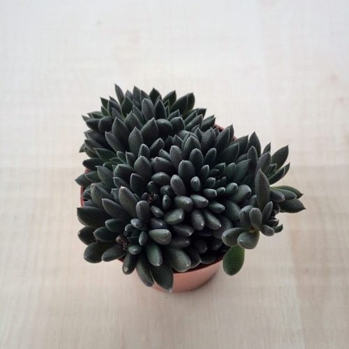 Sinocrassula yunnanensis