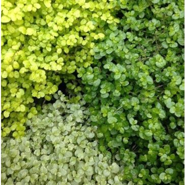 Soleirolia soleirolii