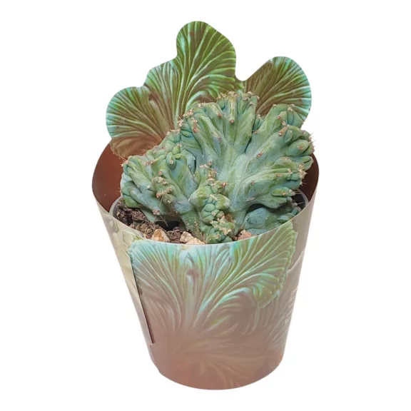 Stapelia leendertziae f. cristata Stapelia leendertziae f. cristata