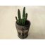Stapelia leendertziae kaspóval
