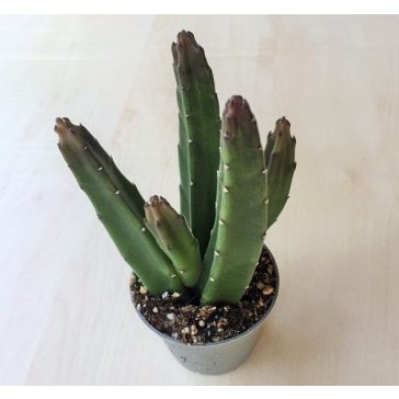 Stapelia leendertziae kaspóval
