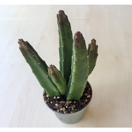 Stapelia leendertziae kaspóval