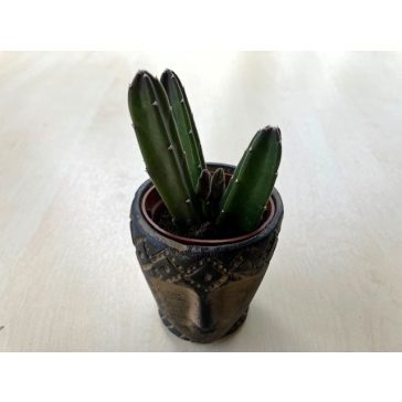 Stapelia leendertziae kaspóval