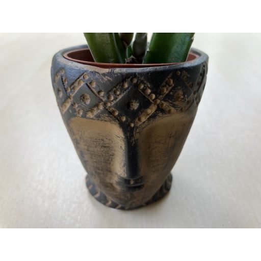 Stapelia leendertziae kaspóval