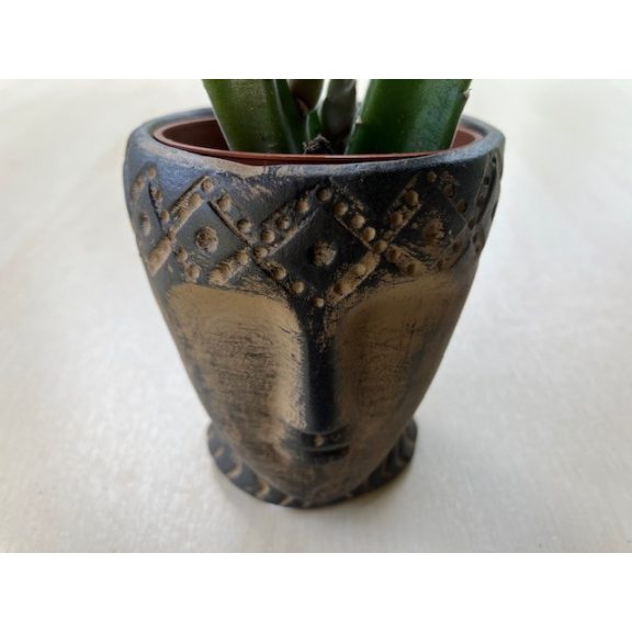 Stapelia leendertziae kaspóval