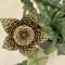 Stapelia sp