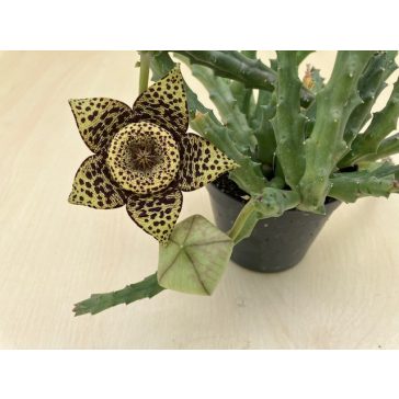 Stapelia sp