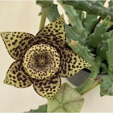 Stapelia sp