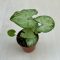 Syngonium podophyllum ‘Arrow’ MINI