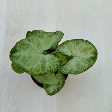 Syngonium podophyllum ‘Arrow’ MINI