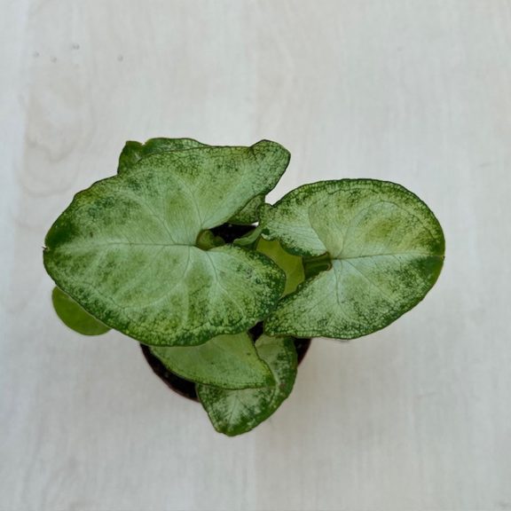 Syngonium podophyllum ‘Arrow’ MINI
