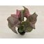 Syngonium podophyllum Pink