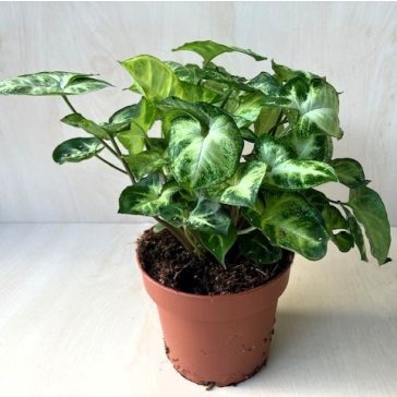 Syngonium podophyllum 'Pixie'
