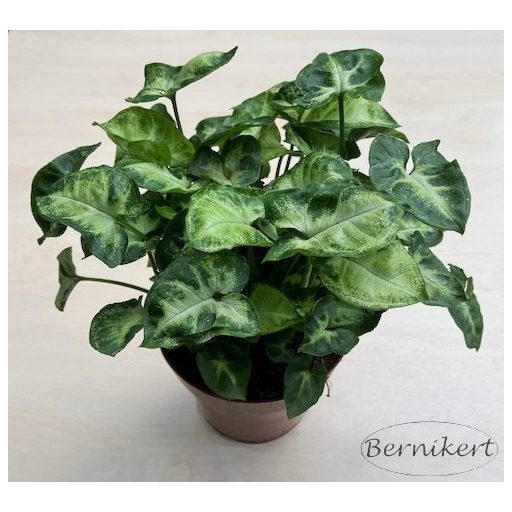 Syngonium podophyllum 'Pixie'