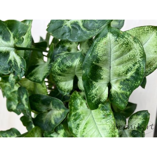 Syngonium podophyllum 'Pixie'