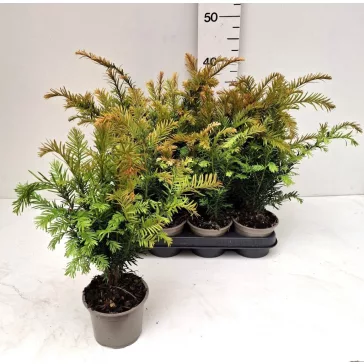 Taxus baccata