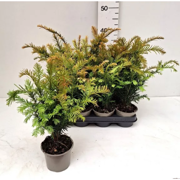 Taxus baccata Taxus baccata