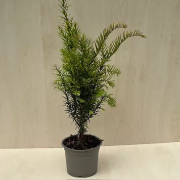 Taxus baccata