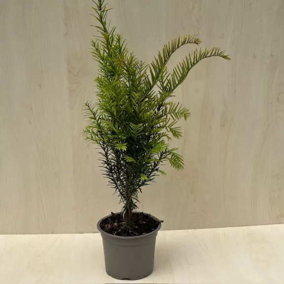 Taxus baccata Taxus baccata