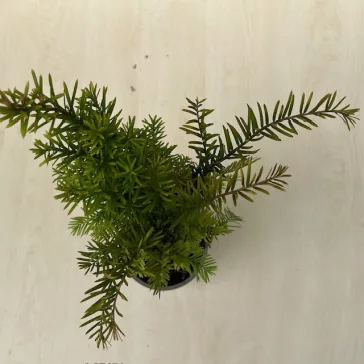 Taxus baccata