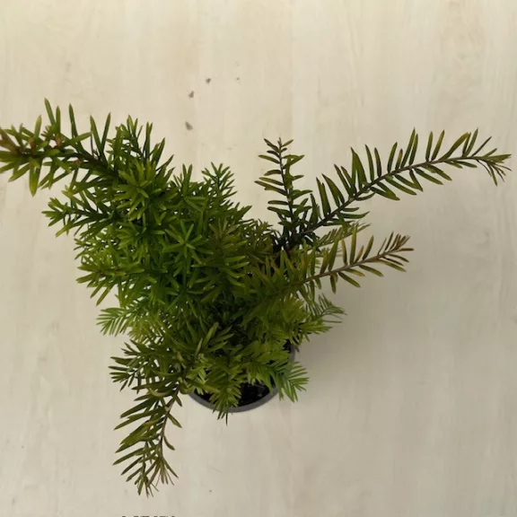 Taxus baccata Taxus baccata