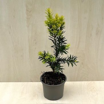  Taxus × media 'Hicksii' 