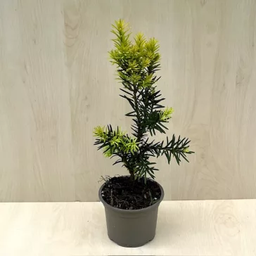  Taxus × media 'Hicksii' 