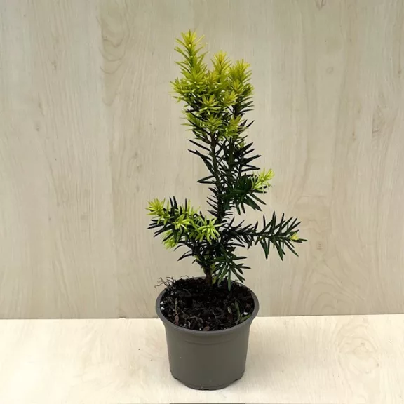 Taxus × media 'Hicksii' Taxus × media 'Hicksii'